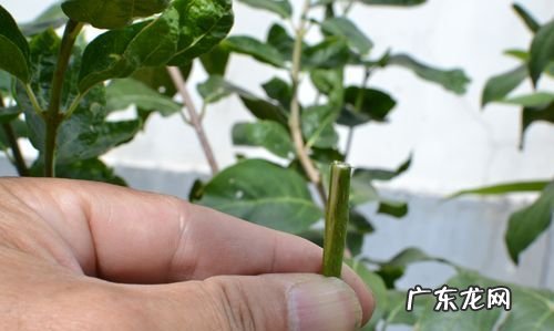 接穗发芽了还能嫁接,出芽的枝条还能用来嫁接