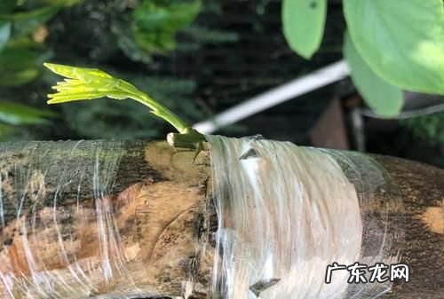 接穗发芽了还能嫁接,出芽的枝条还能用来嫁接