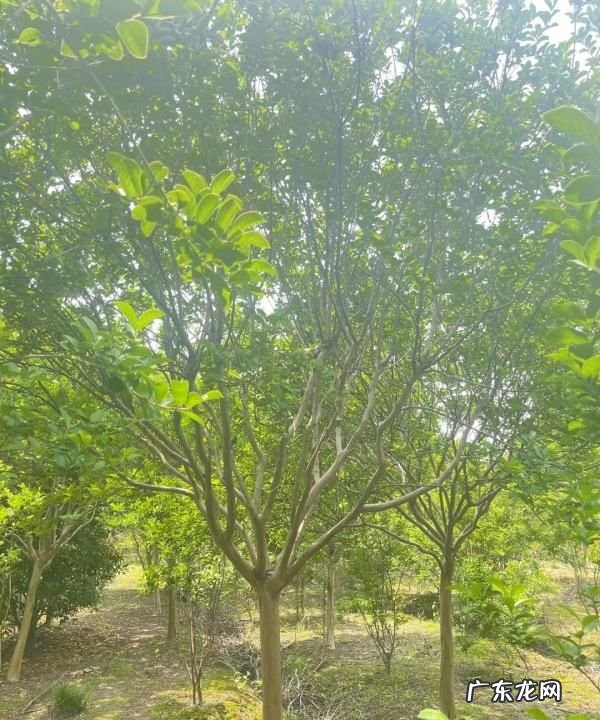 接穗发芽了还能嫁接,出芽的枝条还能用来嫁接