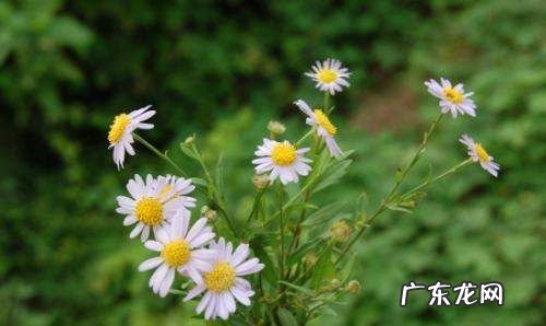 如何使菊花在春季开花,菊花春天会开花