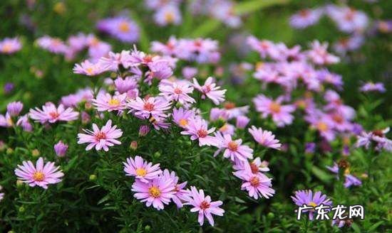 如何使菊花在春季开花,菊花春天会开花