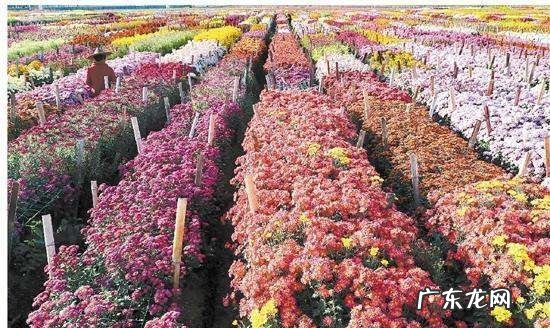 如何使菊花在春季开花,菊花春天会开花