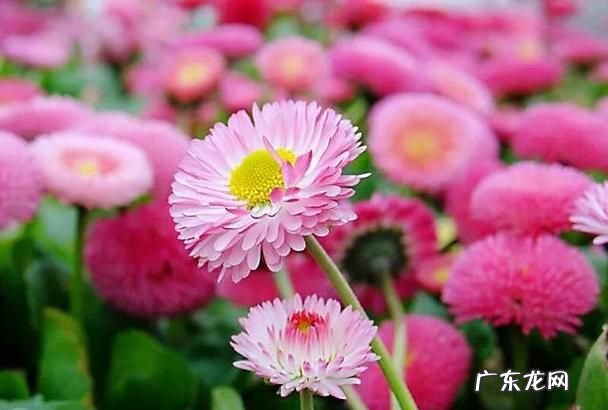 如何使菊花在春季开花,菊花春天会开花