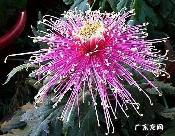 如何使菊花在春季开花,菊花春天会开花