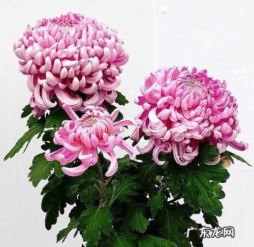 如何使菊花在春季开花,菊花春天会开花