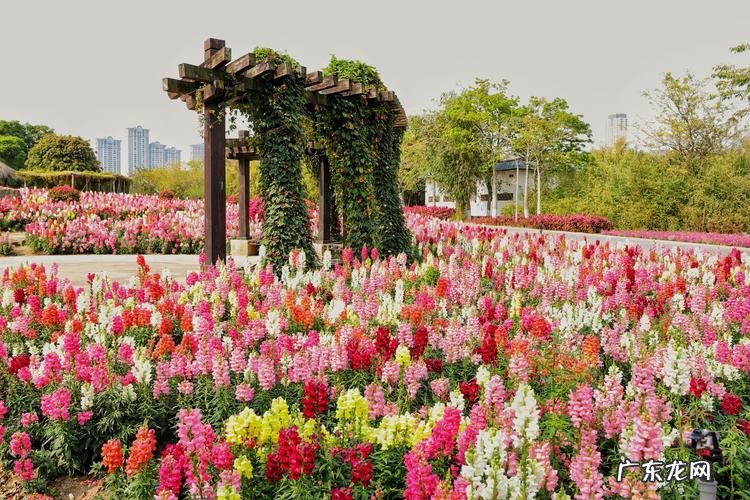 百色园博园花海在哪里,百色园博园公园地址在哪里