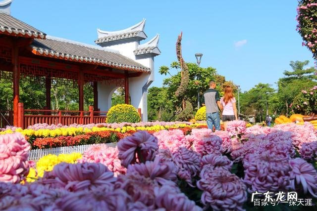 百色园博园花海在哪里,百色园博园公园地址在哪里