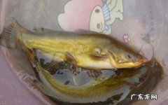 黄骨鱼身上的黄怎么洗,汪丫鱼外面的黄皮要洗掉