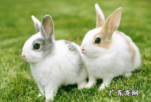 0种代表春天的动物,哪些动物知道春天来了