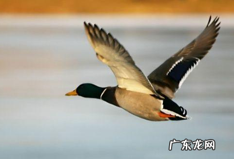 0种代表春天的动物,哪些动物知道春天来了