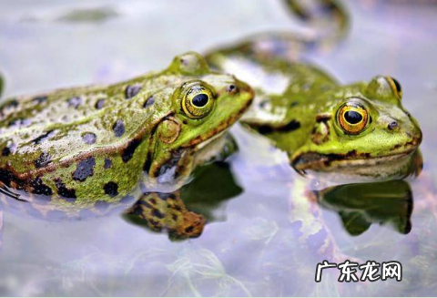 0种代表春天的动物,哪些动物知道春天来了