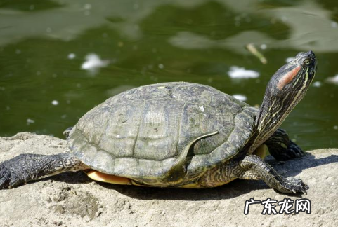 0种代表春天的动物,哪些动物知道春天来了