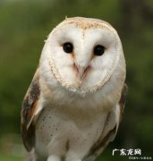 中国猫头鹰品种,猫头鹰有多少种品种