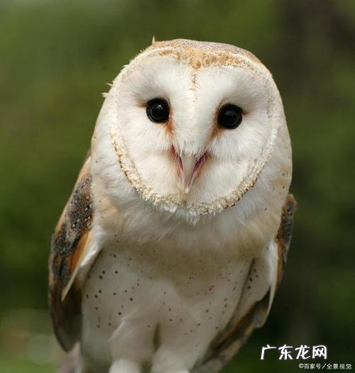 中国猫头鹰品种,猫头鹰有多少种品种