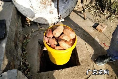 楼房红薯储藏新方法,住楼房保存红薯的诀窍越放越甜