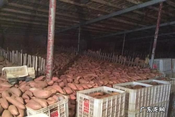 楼房红薯储藏新方法,住楼房保存红薯的诀窍越放越甜