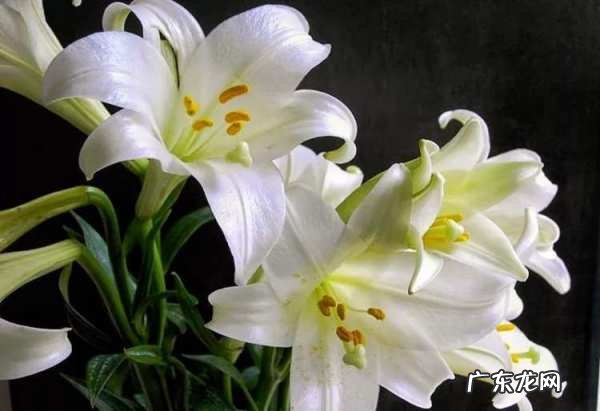 百合意思的由来,百合是什么意思