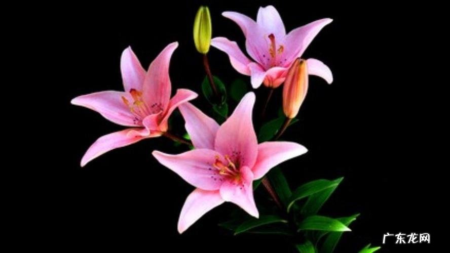 百合意思的由来,百合是什么意思