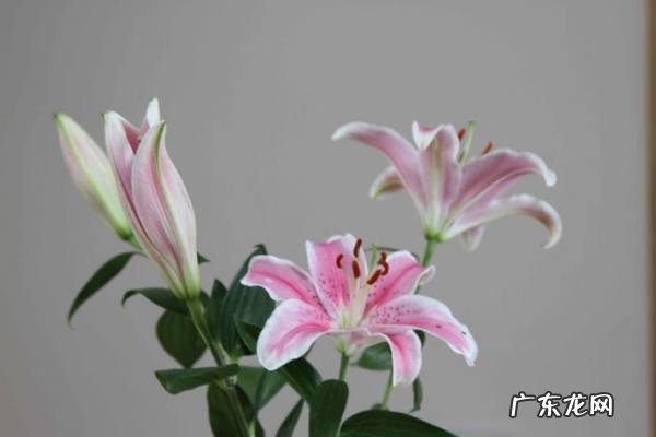 百合意思的由来,百合是什么意思