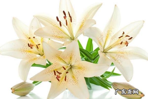 百合意思的由来,百合是什么意思