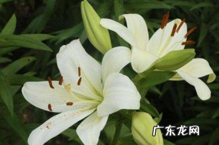 百合意思的由来,百合是什么意思