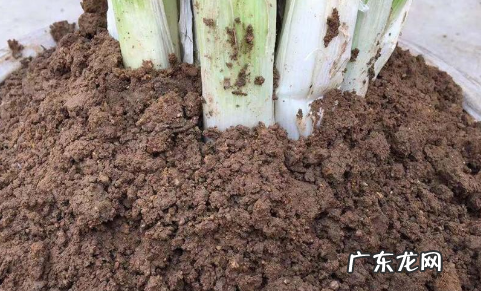 小香葱如何长期存放,小葱怎么保存时间长还新鲜