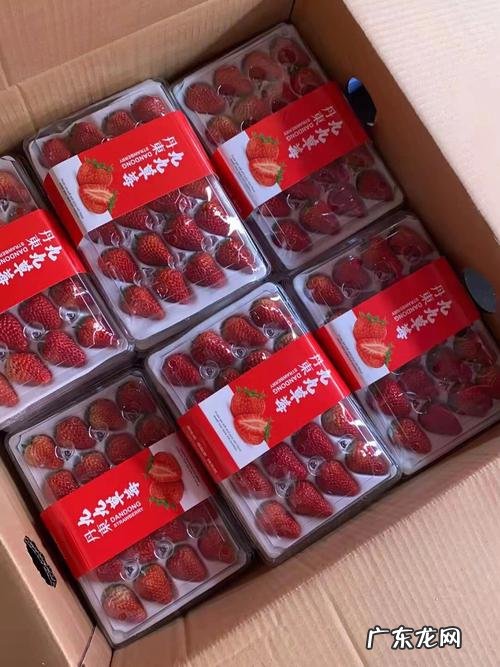九九草莓特点,草莓99和9的区别