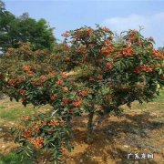 花椒树怎么插杆,二十四节气中哪个节气收玉米