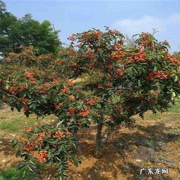 花椒树怎么插杆,二十四节气中哪个节气收玉米