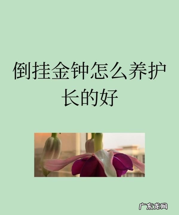 倒挂金钟夏季怎么养护,倒挂金钟夏季休眠多长时间