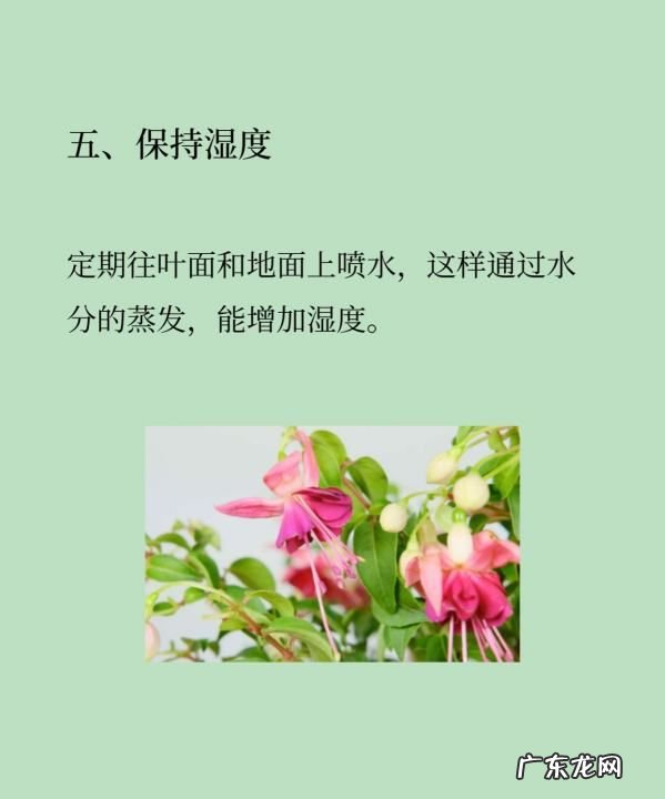 倒挂金钟夏季怎么养护,倒挂金钟夏季休眠多长时间