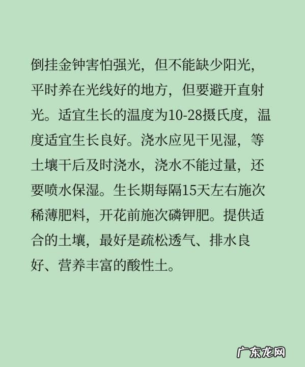 倒挂金钟夏季怎么养护,倒挂金钟夏季休眠多长时间