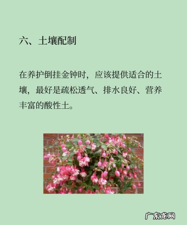 倒挂金钟夏季怎么养护,倒挂金钟夏季休眠多长时间