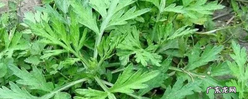 药用艾草什么时候采摘最好 艾草一年四季都可以采摘吗