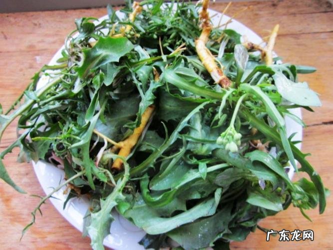 蒲公英能生吃,新鲜蒲公英怎么吃最好