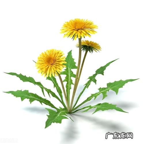 蒲公英能生吃,新鲜蒲公英怎么吃最好