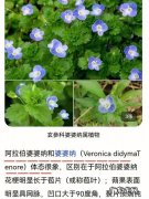 阿拉伯婆婆纳名字由来,阿拉伯婆婆纳的传说