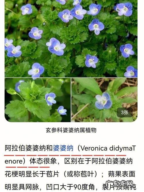 阿拉伯婆婆纳名字由来,阿拉伯婆婆纳的传说