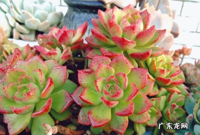 发财树零下三度能活吗?,发财树耐多少度低温