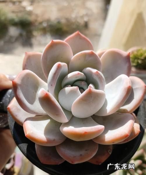 发财树零下三度能活吗?,发财树耐多少度低温