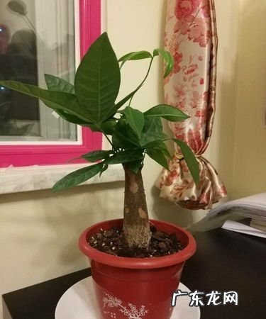 发财树零下三度能活吗?,发财树耐多少度低温