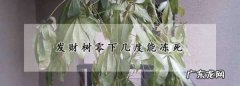 发财树零下三度能活吗？,发财树耐多少度低温