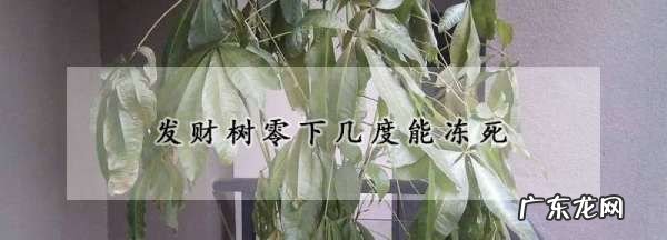 发财树零下三度能活吗?,发财树耐多少度低温