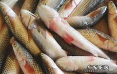 梭鱼为什么有土腥味,梭鱼为什么开膛卖