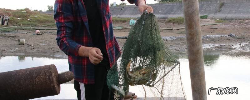 下地笼的正确方法 小龙虾下地笼的正确方法