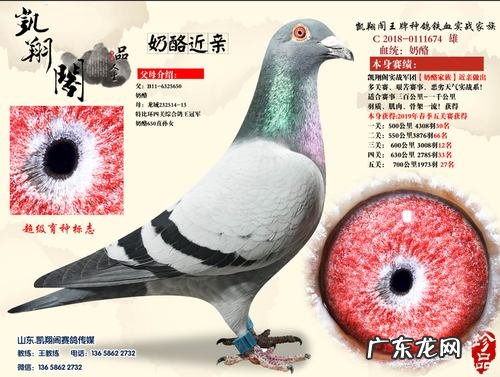 正宗奶酪血统信鸽特点,奶酪信鸽的最大特点清