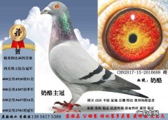 正宗奶酪血统信鸽特点,奶酪信鸽的最大特点清