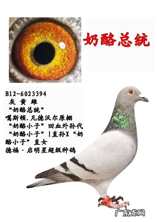 正宗奶酪血统信鸽特点,奶酪信鸽的最大特点清