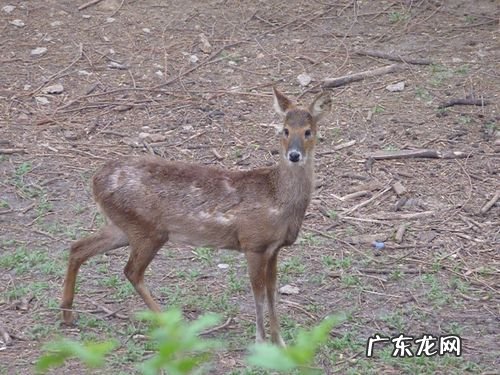 鹿是国家保护动物,野鹿是几级国家保护动物