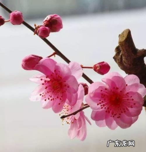 秋梅名字寓意,邓秋萍副县长